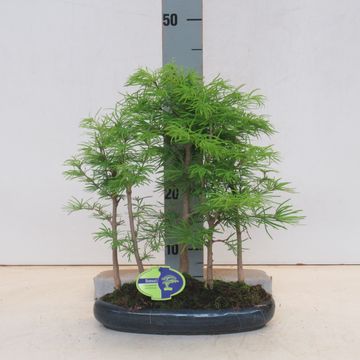 Pseudolarix amabilis