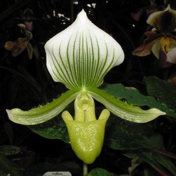 Paphiopedilum Maudiae 'Bankhouse'