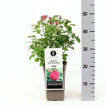 Rosa 'Rose de Resht'