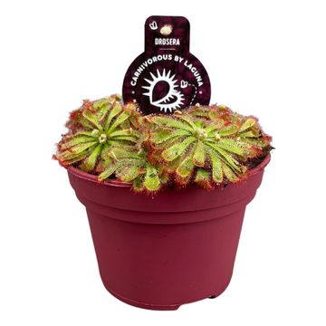 Drosera aliciae