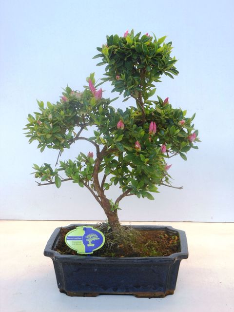 Rhododendron indicum