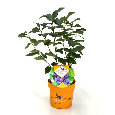 Amelanchier alnifolia