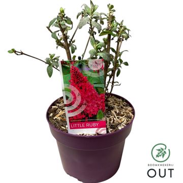 Buddleja davidii BUTTERFLY CANDY LITTLE RUBY