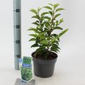 Prunus lusitanica 'Angustifolia'