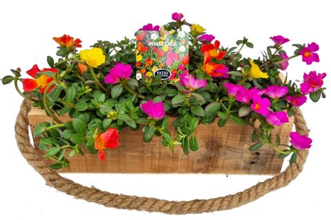 Aranżacja Portulaca