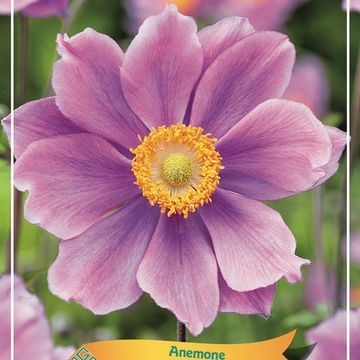 Anemone x hybrida 'Serenade'