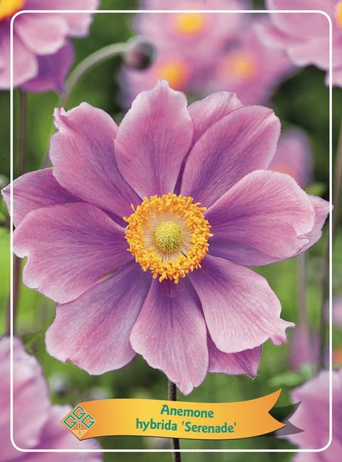 Anemone x hybrida 'Serenade'