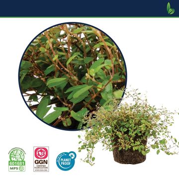 Muehlenbeckia complexa MAO'RI