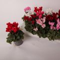 Cyclamen SUPER SERIE VERANO MIX