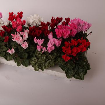 Cyclamen SUPER SERIE VERANO MIX