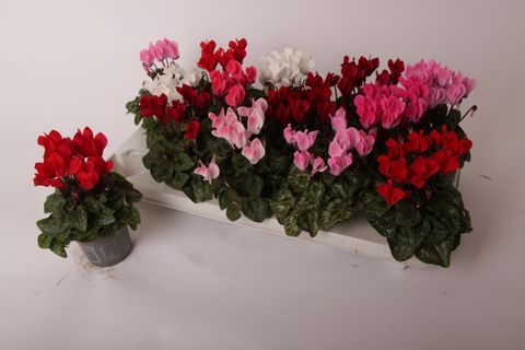 Cyclamen SUPER SERIE VERANO MIX