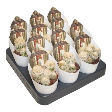 Cleistocactus straussii