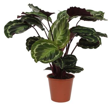 Calathea 'Medallion'