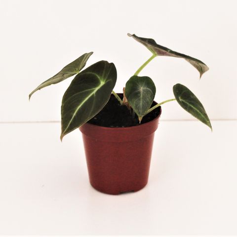 Alocasia 'Black Velvet'