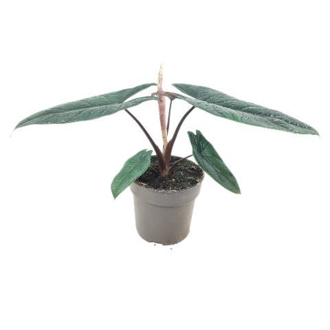 Alocasia heterophylla