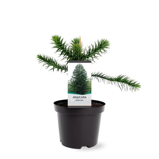 Araucaria araucana