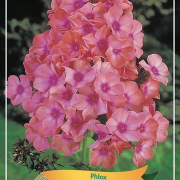 Phlox 'Brilliant'