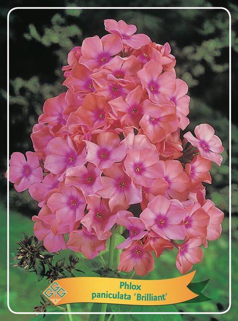 Phlox 'Brilliant'