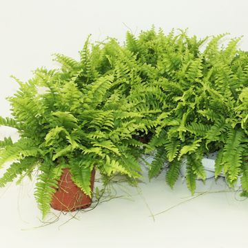 Nephrolepis exaltata 'Bostoniensis'