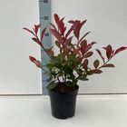 Photinia x fraseri CARRÉ ROUGE