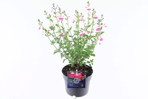 Salvia microphylla PINK LIPS