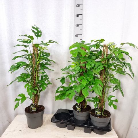 Монстера minima