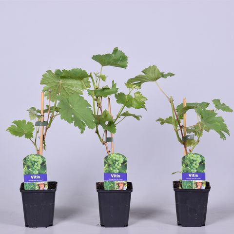 Vitis 'Вроег ван Лан'