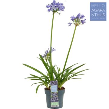 Agapanthus 'Charlotte'