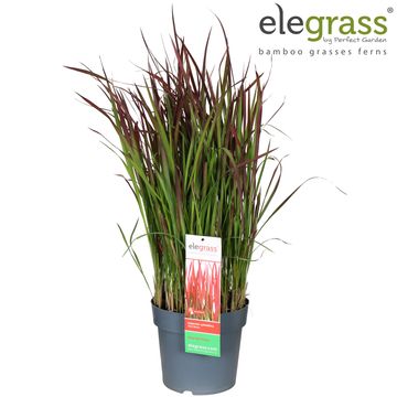 Imperata cylindrica 'Red Baron'