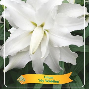 Lilium 'My Wedding'