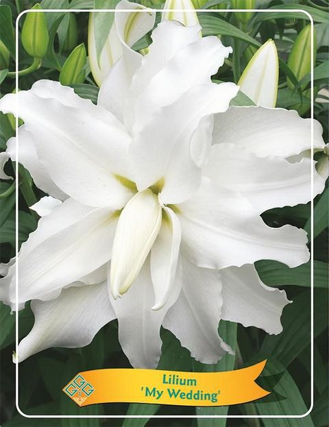 Lilium 'My Wedding'