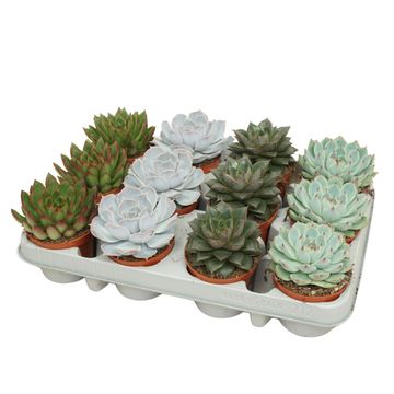 Echeveria MIX