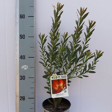 Leucadendron 'Safari Sunset'