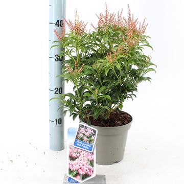 Pieris japonica PINK PASSION