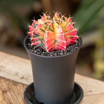 Gymnocalycium mihanovichii 'Variegata'