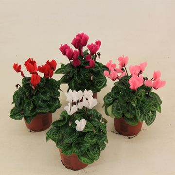 Cyclamen SUPER SERIE VERANO MIX