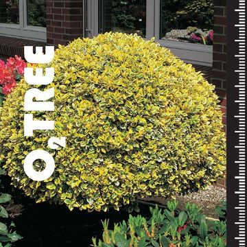 Euonymus fortunei 'Emerald 'n' Gold'