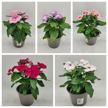 Catharanthus roseus MIX