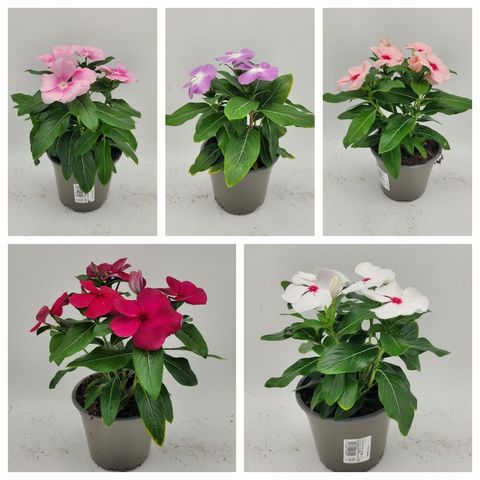 Catharanthus roseus MIX