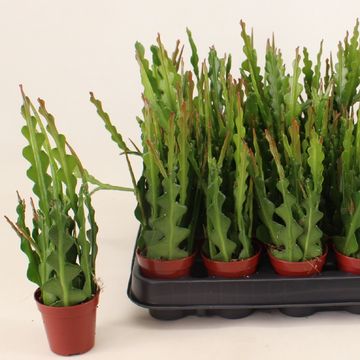 Epiphyllum anguliger