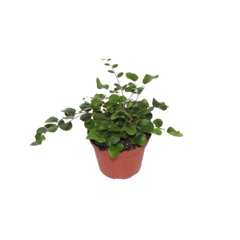 Pellaea rotundifolia