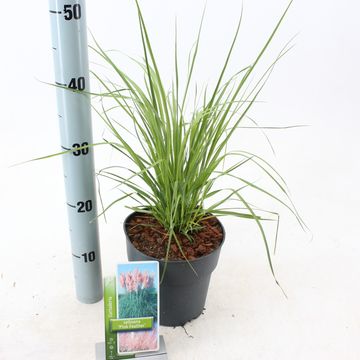 Cortaderia selloana 'Pink Feather'