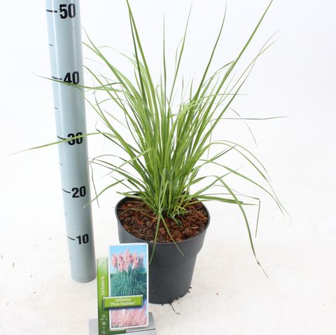 Cortaderia selloana 'Pink Feather'