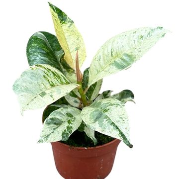 Ficus elastica 'Shivereana Moonshine'