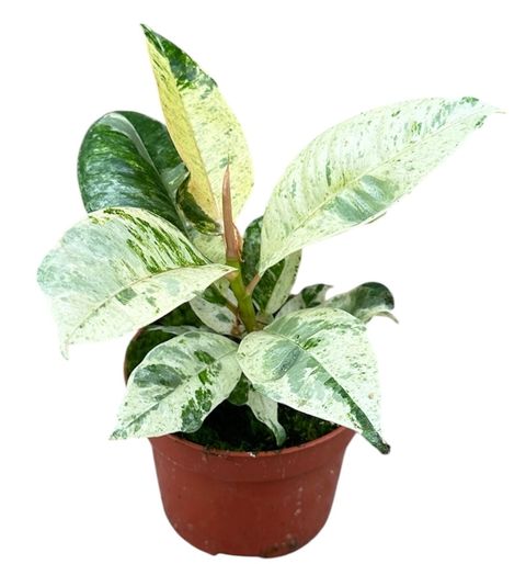 Ficus elastica 'Shivereana Moonshine'