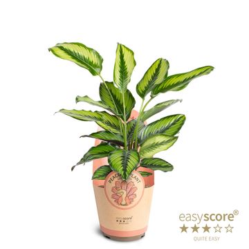 Calathea BEAUTYSTAR