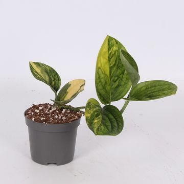 Monstera karstenianum 'Peru'