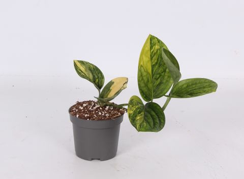 Monstera karstenianum 'Peru'
