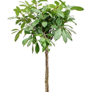 Ficus cyathistipula