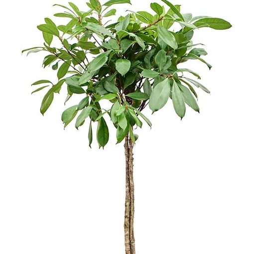 Ficus cyathistipula